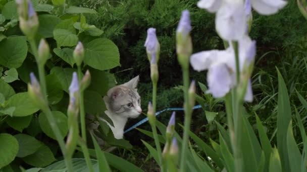 美しい若いブロンドの猫の肖像画 — ストック動画