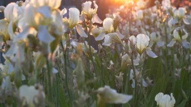 güneşte bir çiçek yatağında güzel bahçe çiçekleri.