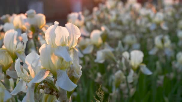 Красиві Садові Квіти Клумбі Сонці — стокове відео