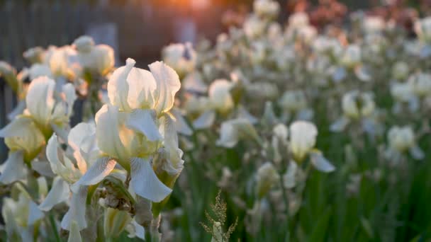 Schöne Gartenblumen Einem Blumenbeet Der Sonne — Stockvideo