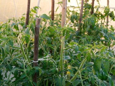 bir serada büyüyen toprağa domates fide