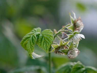 olgunlaşmamış ahududu. çiçekler ve yumurtalıklar. bahçe berry