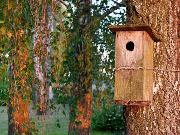 Velha grande casa de pássaros em uma árvore de vidoeiro . — Fotografia de Stock