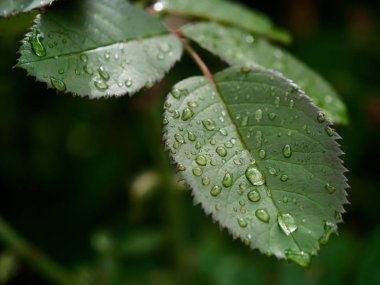 güzel kırmızı Bahçe çiy damla gül