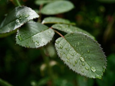 güzel kırmızı Bahçe çiy damla gül