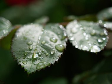 güzel kırmızı Bahçe çiy damla gül