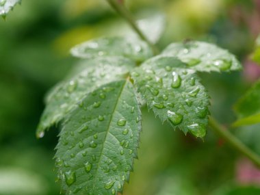 güzel kırmızı Bahçe çiy damla gül