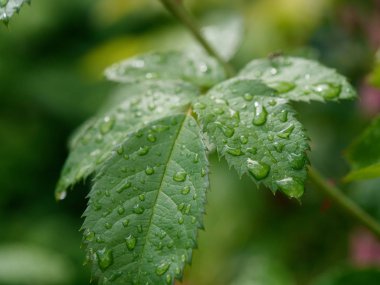 güzel kırmızı Bahçe çiy damla gül