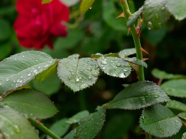 Beautiful red garden rose in dew drops — Stock Photo, Image