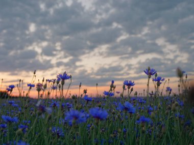 gün batımında cornflower alan mavi güzel çiçekler