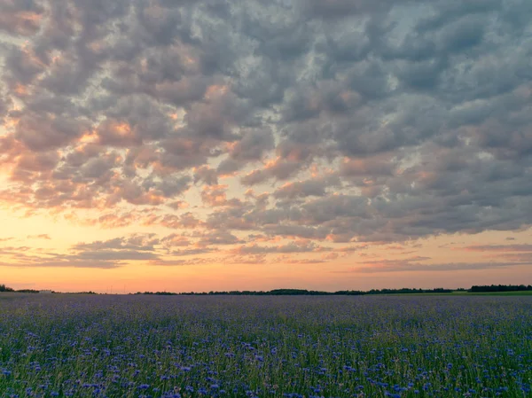 Kukuřičného pole při západu slunce modré nádherné květiny — Stock fotografie