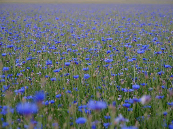 Cornflower field at sunset blue beautiful flowers — Stock Photo, Image