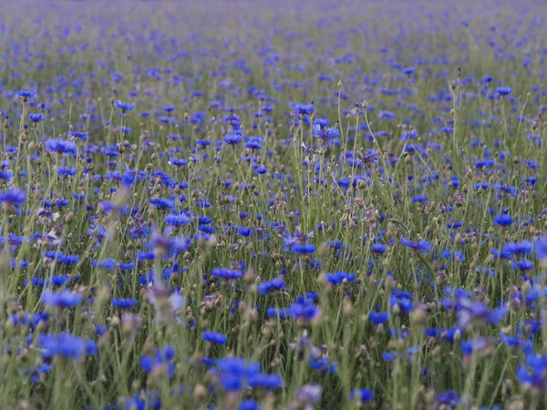 Подсолнечник поле на закате голубые красивые цветы — стоковое фото