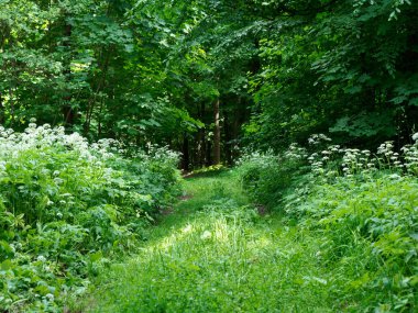 Yaz koyu ormanda yeşil Kalınlıklar