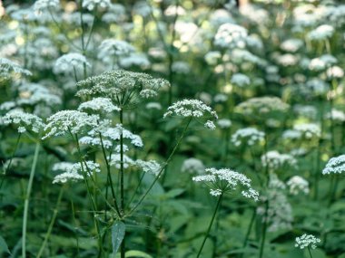 umbellate çiçeklenme ile güzel orman yeşil bitki
