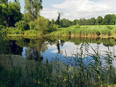 sakin bir orman gölü üzerinde yaz manzara