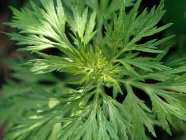 düz yeşil orman arka plan. bitki örtüsü orman kalınlığında