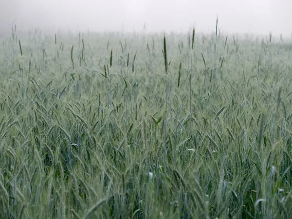 Campo de grãos com espigas na névoa — Fotografia de Stock