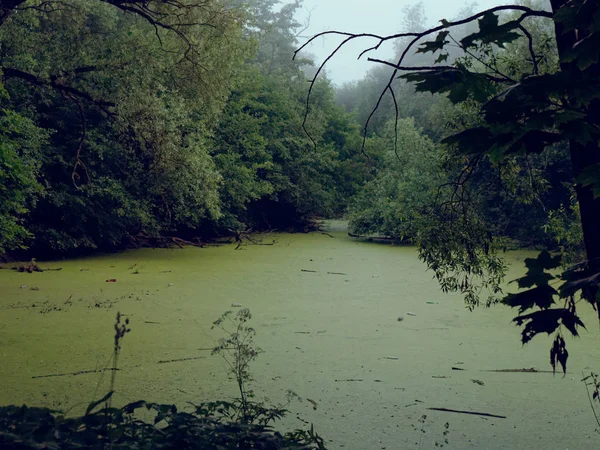 Niebla sobre el lago del bosque al amanecer en verano — Foto de Stock