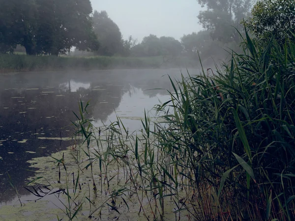 Nebel über dem Waldsee bei Sonnenaufgang im Sommer — Stockfoto