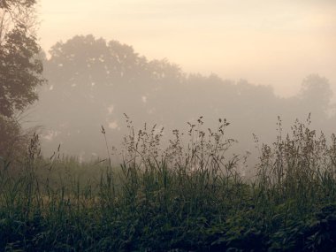 tarım arazisi bir alanda şafakta sis