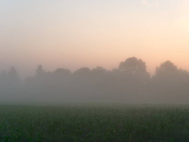 tarım arazisi bir alanda şafakta sis