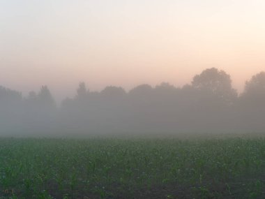 tarım arazisi bir alanda şafakta sis