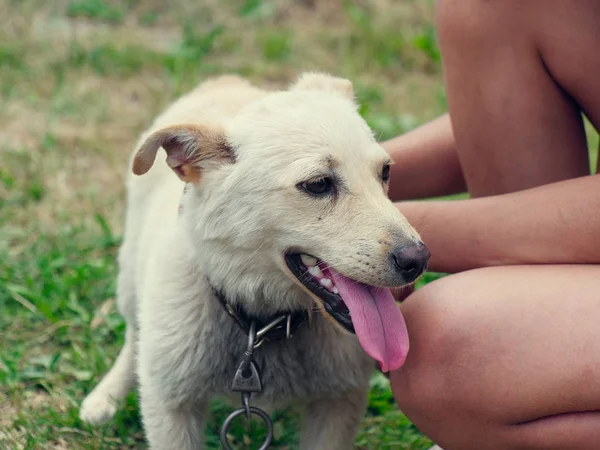 Cour petit chien blanc de race avec un collier — Photo