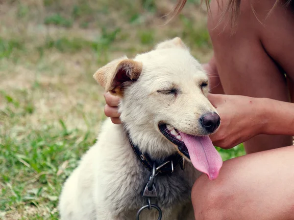 Hof reinrassiger weißer kleiner Hund mit Halsband — Stockfoto