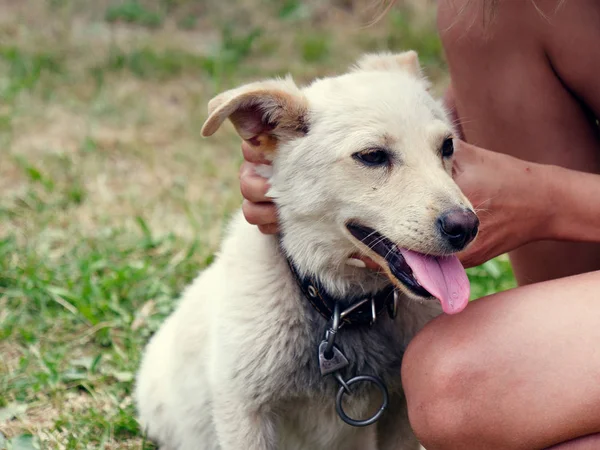 Jarda de raça branca pequeno cão com uma coleira — Fotografia de Stock