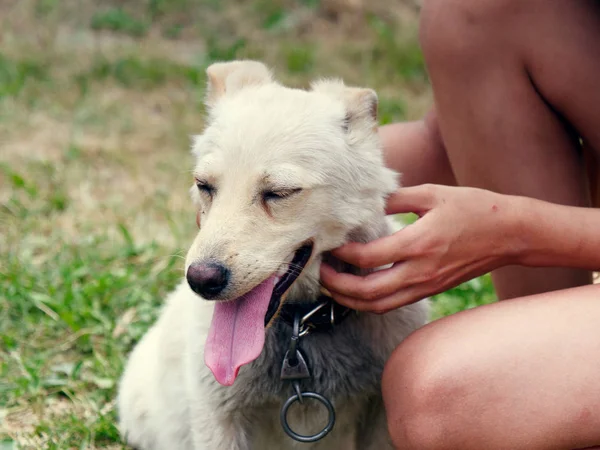 Hof reinrassiger weißer kleiner Hund mit Halsband — Stockfoto