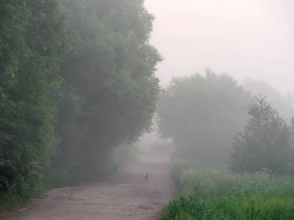 Niebla sobre carretera de campo al amanecer en verano — Foto de Stock