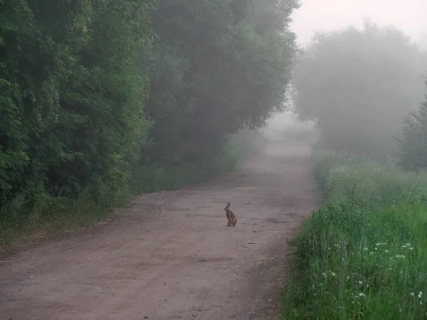 Кролик. туман над сільською дорогою на світанку — стокове фото