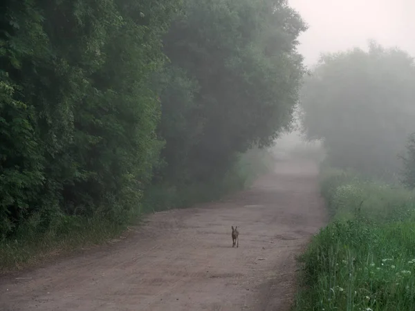 Królik. mgła na drodze wiejskiej o świcie — Zdjęcie stockowe