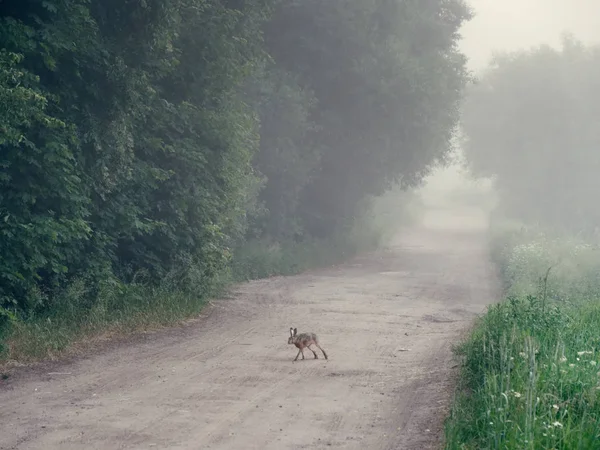 Conejo. niebla sobre un camino rural al amanecer — Foto de Stock