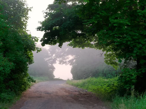 Арочное окно деревьев. fog at dawn — стоковое фото