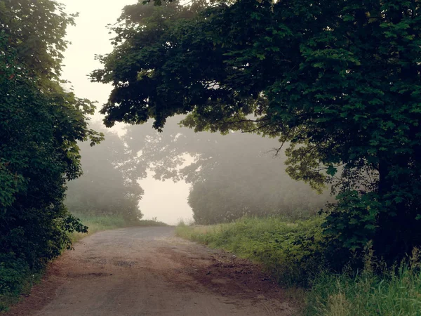 Ventana del arco de los árboles. niebla al amanecer — Foto de Stock