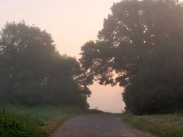 Fenêtre en arc des arbres. brouillard à l'aube — Photo