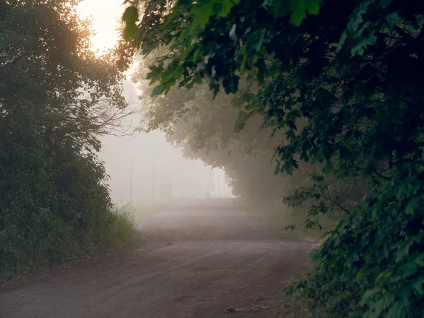 Bogenfenster der Bäume. Nebel im Morgengrauen — Stockfoto