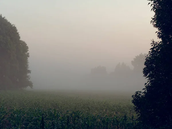 Köd van hajnalban egy mezőgazdasági terület — Stock Fotó