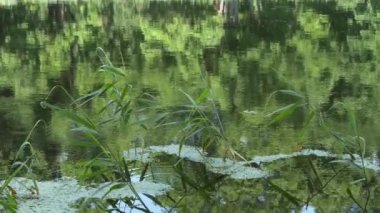circles on the water at the forest lake