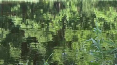 circles on the water at the forest lake