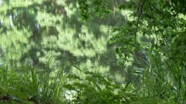 circles on the water at the forest lake