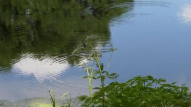 circles on the water at the forest lake