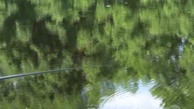 circles on the water at the forest lake