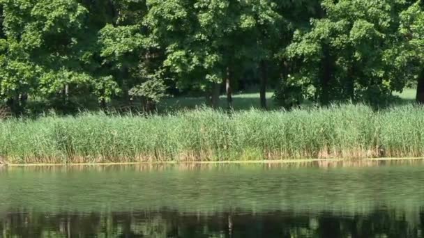 cercles sur l'eau au bord du lac forestier 