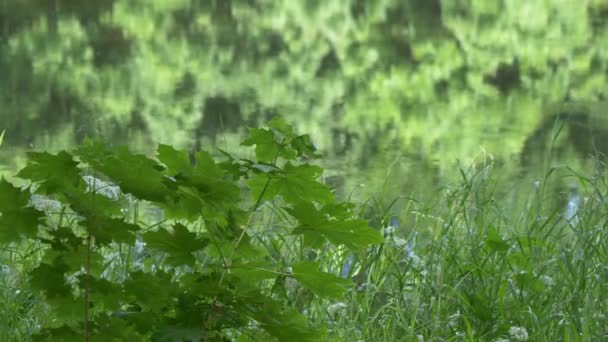 cercles sur l'eau au bord du lac forestier 