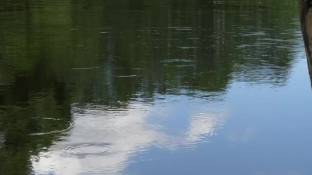 cercles sur l'eau au bord du lac forestier 