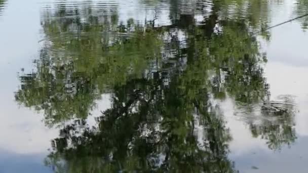 Cirkels Het Water Bij Het Bos Meer — Stockvideo