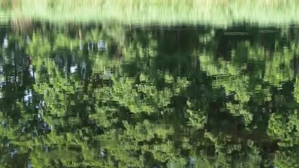 Círculos Agua Lago Del Bosque — Vídeo de stock